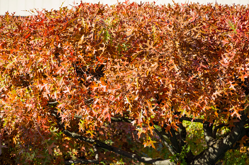 Close-up red leaves Quercus palustris, the pin oak or swamp Spanish oak in public city park Krasnodar or Galitsky park. Autumn sunny day 2021. Nature concept for natural design.