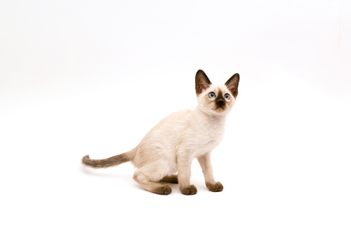 Siamese kitten with blue eyes sitting on the radiator against white wall.