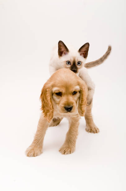 istock Cocker Spaniel Puppy and siamese cat 1351280374