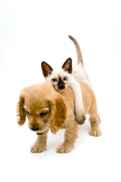cocker spaniel cachorro y gato siamés - looking at camera dog canine domestic animals fotografías e imágenes de stock