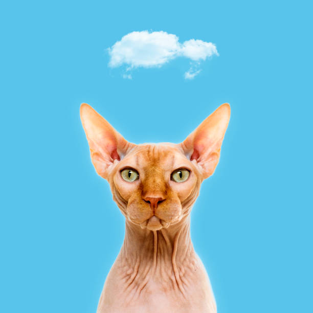 Sphynx cat portait in a day
