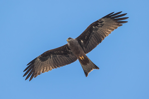 The majestic Yellow-billed Kite (formerly subspecies of Black Kite) underneath the bright blue sky