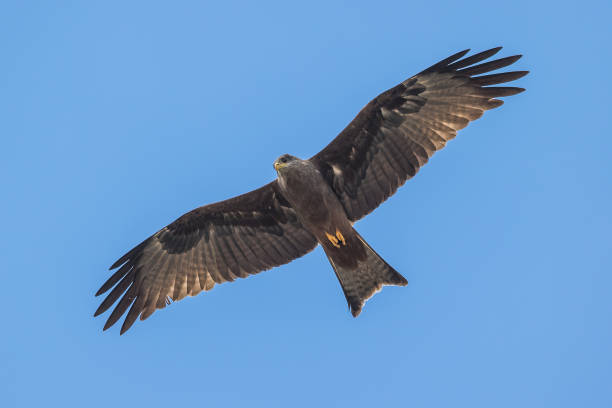 Yellow-billed Kite (formerly subspecies of Black Kite) The majestic Yellow-billed Kite (formerly subspecies of Black Kite) underneath the bright blue sky milvus migrans stock pictures, royalty-free photos & images