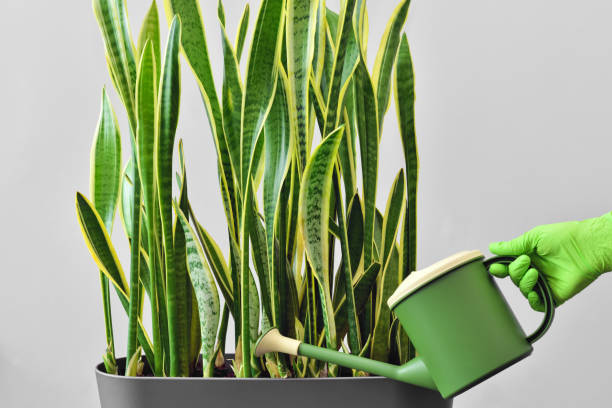 Hand in a green glove watering a houseplant from a watering can. Grow and care for a houseplant to decorate the room and home interior. Hand in a green glove watering a houseplant from a watering can. Grow and care for a houseplant to decorate the room and home interior. sanseveria trifasciata stock pictures, royalty-free photos & images