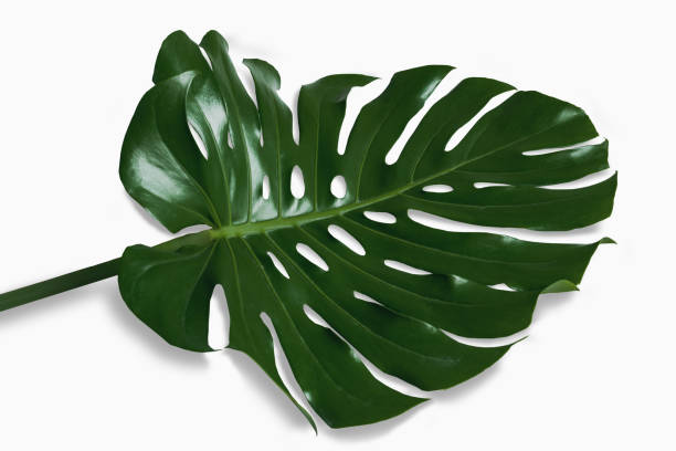 istock Bright green Monstera leaves lay on a white background with black shadows. 1351281876