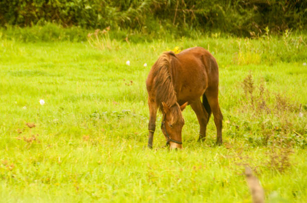 The gayo horse is another identity of the gayo highlands, besides coffee. These animals are often included in traditional horse racing competitions, in local cultural events.\n\nThe Gayo Horse population, based on research, has continued to decline since the last few years. One of the original Indonesian horse germplasm is even threatened with extinction in 2037.