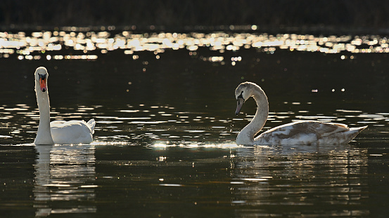 Mute swan and young at Bantam Lake in Connecticut, autumn