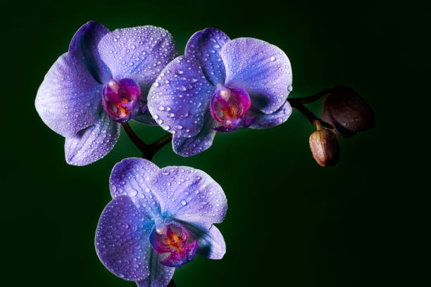 istock Purple Orchid flowers with dew drops (space for copy) 1351283841