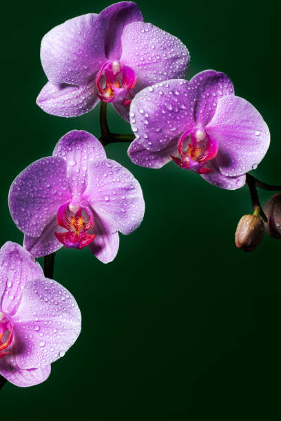 istock Pink Orchid flowers with dew drops (space for copy) 1351283849
