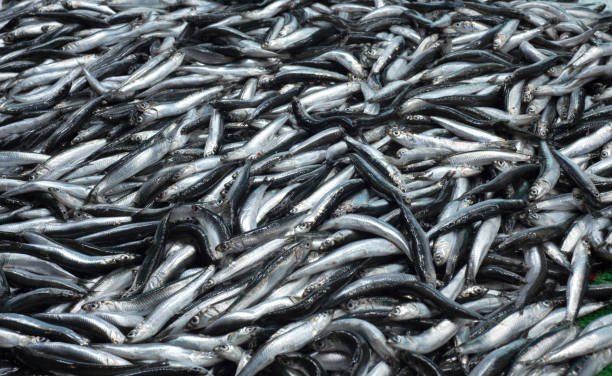 istock Fresh Fishes At Fish Market 1351283852