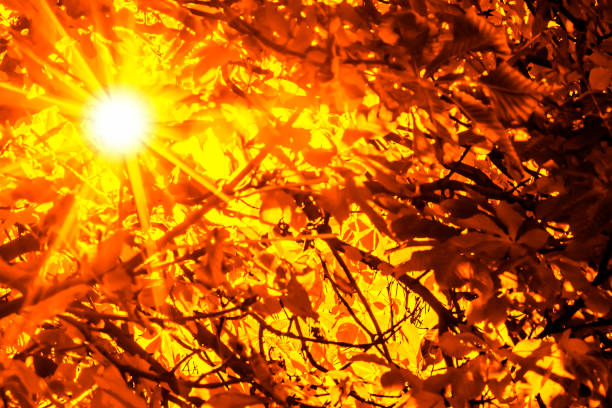 Chestnut tree with sun shining through the autumn leaves. Beautiful sunbeams.
