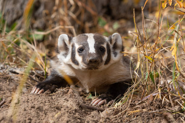 Badger Hunting in Fall stock photo
