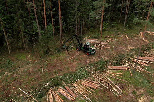 istock Forestry tree harvester in woodland on clearing forests. Tree cutting machinery and timber equipment. 1351289987