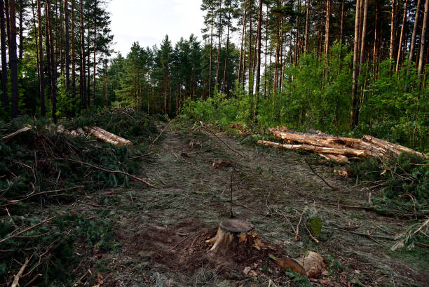 istock Felled pine trees in forest. Deforestation and Illegal Logging and. 1351291074
