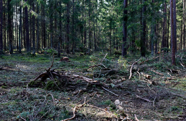 istock Felled pine trees in forest. Deforestation forest and Illegal logging. Cutting trees. 1351291163