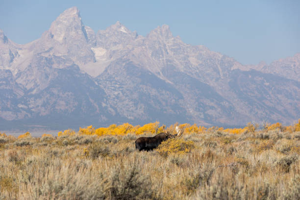 istock Bull Moose During the Fall rut in Wyoming 1351291367