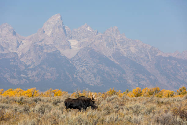 istock Bull Moose During the Fall rut in Wyoming 1351291487