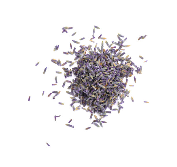 istock Beautiful purple lavender flowers on white background, top view 1351294566