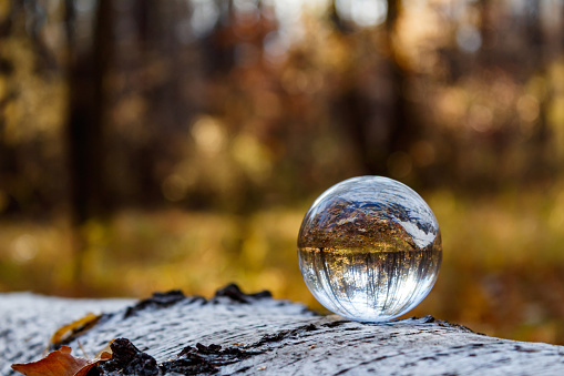 Inverted autumn view in a crystal ball. On a fallen birch tree lies a crystal ball with a reflection of the autumn forest. Close-up. Side view.
