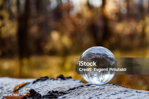 istock Inverted autumn view in a crystal ball. On a fallen birch tree lies a crystal ball with a reflection of the autumn forest. Close-up. Side view. 1351297882
