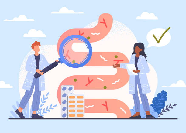 Good flora concept Good flora concept. Scientists looking at intestines with magnifying glass. Analysis, professionals look at patient. Gastrointestinal tract and digestive system. Cartoon flat vector illustration human intestine stock illustrations