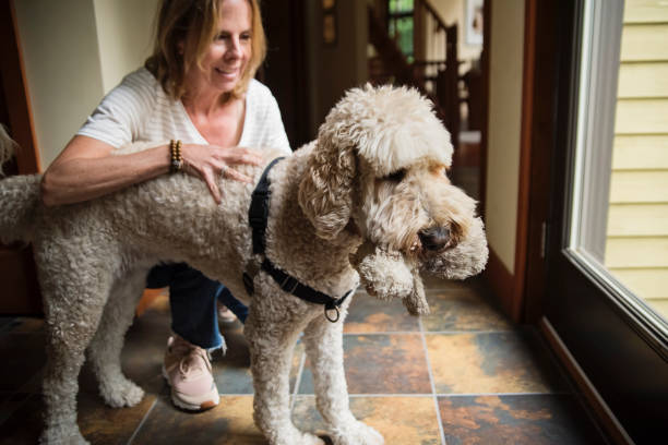 istock Mature woman getting ready to walk her dog. 1351299050