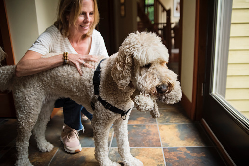 Mature woman getting ready to walk her dog. She is putting a leach on. Dog is a female goldendoodle. Woman is wearing t-shirt and jeans. Horizontal indoors full length shot.