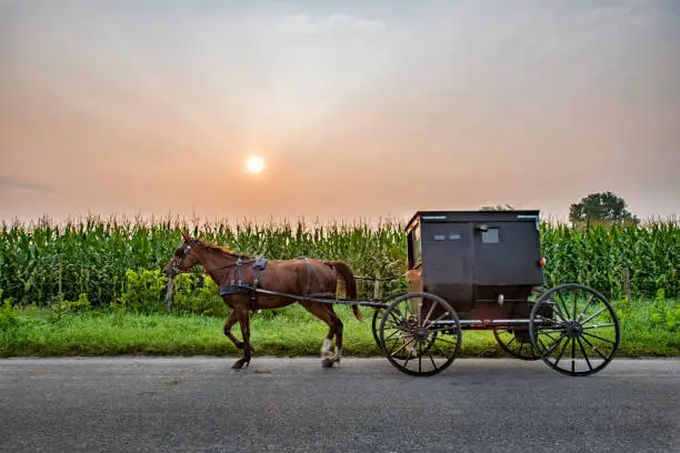 Amish Buggy at dawn with corn field and sun with sunbeams