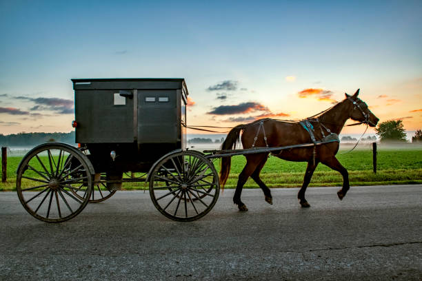 Amish Buggy at Dawn Amish Buggy at Dawn on rural farm road. amish photos stock pictures, royalty-free photos & images