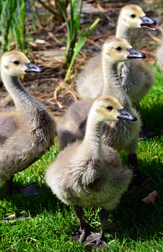 Aurora, Colorado, USA: goslings - Canadian geese - Branta canadensis. Canadian geese offspring enter the fledgling stage any time from 6 to 9 weeks of age. They do not leave their parents until after the spring migration, when they return to their birthplace.