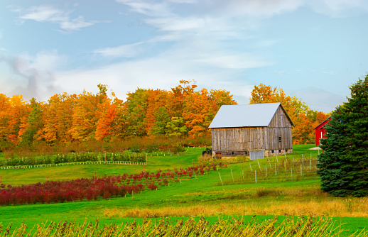Weathered Barn with fall leaf colors-Near Traverse City, Michigan