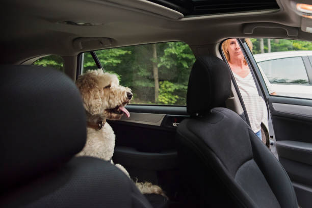 istock Mature woman getting in the car with her dog. 1351299408