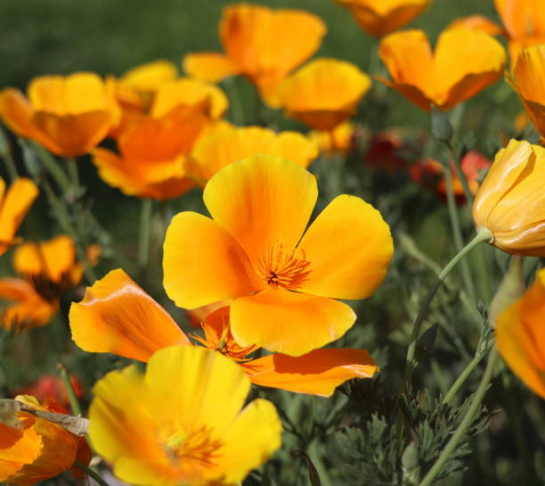 letni backgroung. kwiaty eschscholzia californica lub złotego maku kalifornijskiego, filiżanka złota, roślina kwitnąca w rodzinie papaveraceae - poppy field flower california golden poppy zdjęcia i obrazy z banku zdjęć