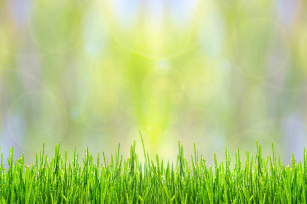 istock Spring or summer abstract background with green grass and drops of dew bokeh lights 1351302756