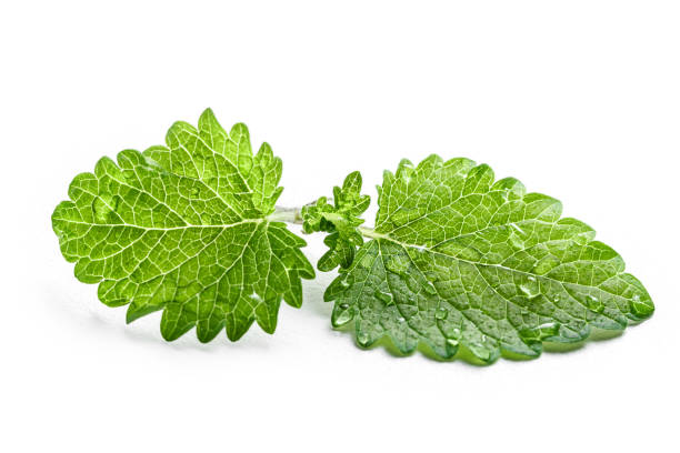 Fresh green leaf mint with water drops close-up isolated on a white background. Melissa officinalis (lemon balm). stock photo