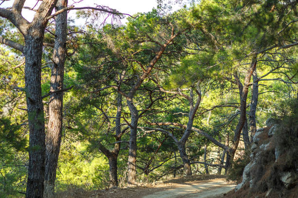 istock The mountain path through the beautiful coniferous forest. Mountain landscape. 1351302888