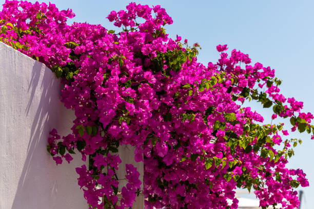 цветут красные цветы бугенвиллии на острове санторини. - bougainvillea стоковые ф�ото и изображения