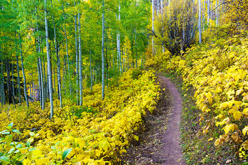 Trail Through Fall Aspen Tree Forest - Mountain trail singletrack through beautiful scenic area.