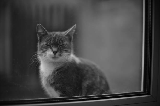 istock Cay sleep on a windowsill outdoors. 1351305355