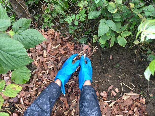 istock Mulching raspberry plants in the garden 1351306618
