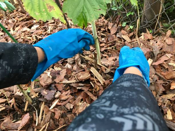 istock Mulching raspberry plants in the garden 1351306663