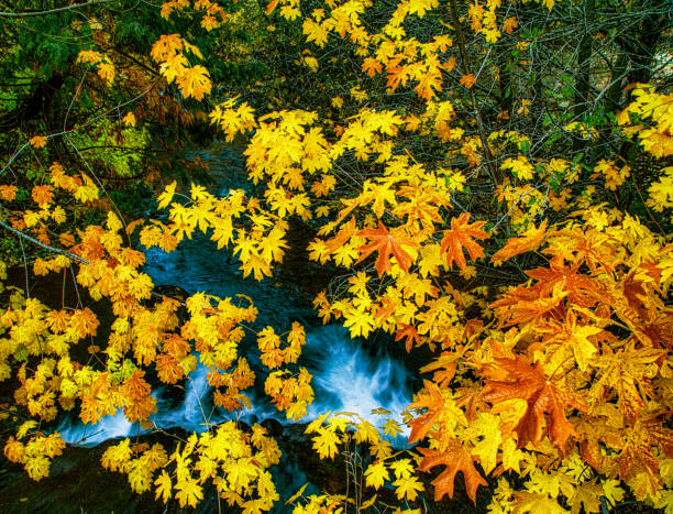 Autumn leaves cover this small waterfall