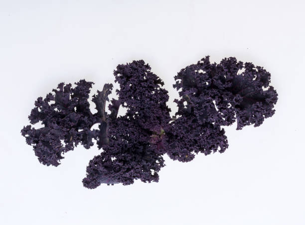 istock Freshly purple curly kale cabbage isolated on white background 1351306768