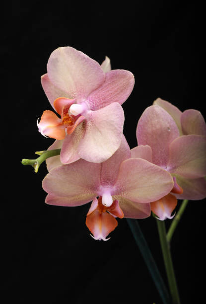 istock Pastel orchid flower 1351307373