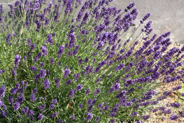 istock Garden with the flourishing Lavender 1351307374
