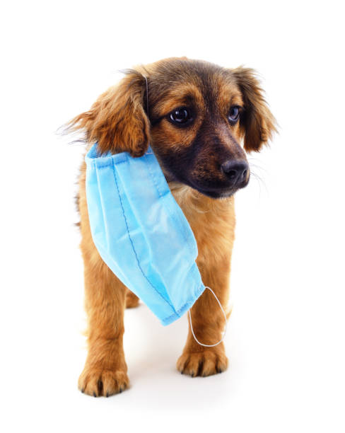 istock Dog in medical mask. 1351307526