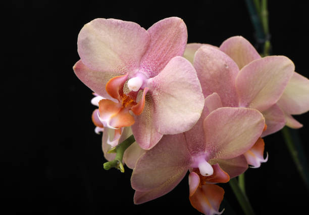 Pastel orchid flower stock photo