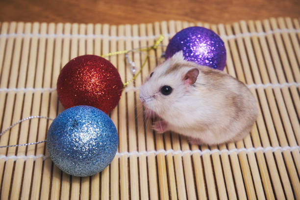 istock Fluffy hamster and christmas tree decorations close up 1351309160