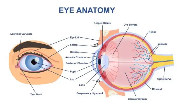 Vector illustration of Eye anatome concept