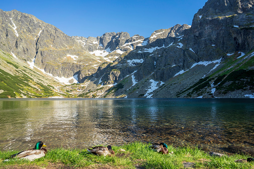 Black Pond Gasienicowy beautiful clean lake in the Polish Tatra Mountains.